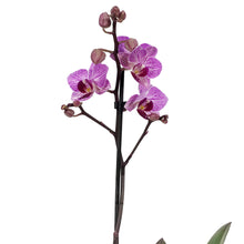 Load image into Gallery viewer, Orchid, 3.5in, Phalaenopsis Single Spike