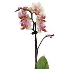 Load image into Gallery viewer, Orchid, 3.5in, Phalaenopsis Single Spike