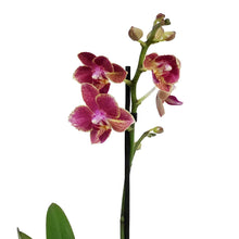 Load image into Gallery viewer, Orchid, 3.5in, Phalaenopsis Single Spike