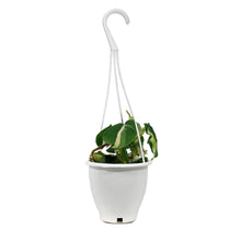 Load image into Gallery viewer, Philodendron Cream Splash, 4.5in HB