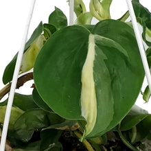 Load image into Gallery viewer, Philodendron Cream Splash, 4.5in HB