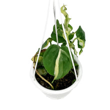 Load image into Gallery viewer, Philodendron Cream Splash, 4.5in HB