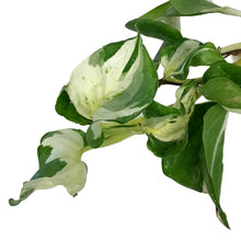 Load image into Gallery viewer, Manjula, 4.5in HB