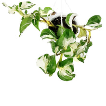 Load image into Gallery viewer, Manjula, 4.5in HB