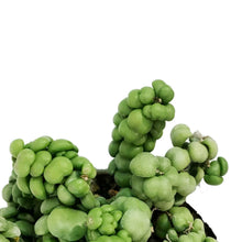 Load image into Gallery viewer, Dischidia, 4.5in HB, Dragon Jade