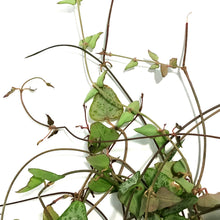 Load image into Gallery viewer, String of Spades, 4.5in HB