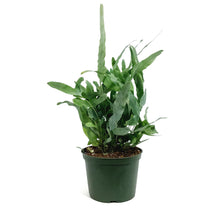 Load image into Gallery viewer, Fern, 6in, Blue Star