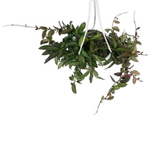Load image into Gallery viewer, Hoya, 4.5in Hanging Basket, Rosita