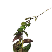 Load image into Gallery viewer, Hoya, 4.5in Hanging Basket, Rosita