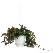 Load image into Gallery viewer, Hoya, 4.5in Hanging Basket, Rosita