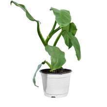 Load image into Gallery viewer, Philodendron, 6in, Silver Sword