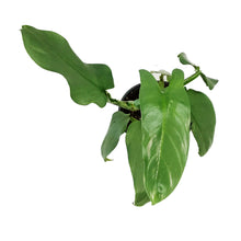 Load image into Gallery viewer, Philodendron, 6in, Silver Sword