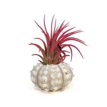 Load image into Gallery viewer, Tillandsia Ionantha Mounted on Pink Sputnik