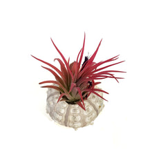 Load image into Gallery viewer, Tillandsia Ionantha Mounted on Pink Sputnik