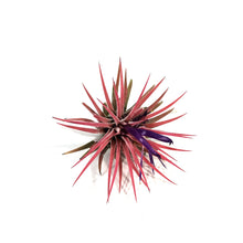 Load image into Gallery viewer, Tillandsia Ionantha Rubra