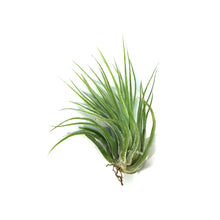 Load image into Gallery viewer, Tillandsia Ionantha Scaposa,1-1.5"