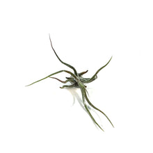 Load image into Gallery viewer, Tillandsia Pruinosa,2.5"ht.