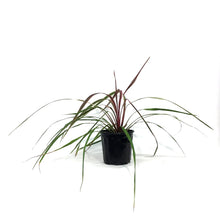 Load image into Gallery viewer, Cordyline, 6in, Can Can