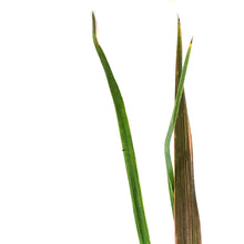 Load image into Gallery viewer, Cordyline, 6in, Can Can