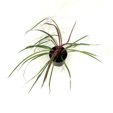 Load image into Gallery viewer, Cordyline, 6in, Can Can