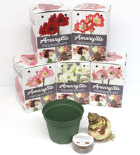 Load image into Gallery viewer, Amaryllis Bulb Gift Kit, Assorted Varieties