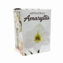 Load image into Gallery viewer, Amaryllis Bulb Gift Kit, Assorted Varieties