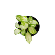 Load image into Gallery viewer, Hoya, 2in, Heuschkeliana (Inner Variegated)