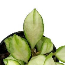 Load image into Gallery viewer, Hoya, 2in, Heuschkeliana (Inner Variegated)