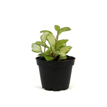 Load image into Gallery viewer, Hoya, 2in, Heuschkeliana (Inner Variegated)
