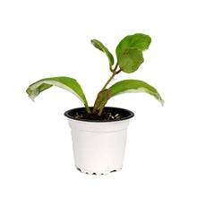 Load image into Gallery viewer, Hoya, 3.5in, Incrassata (Outer Variegated)