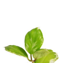 Load image into Gallery viewer, Hoya, 3.5in, Incrassata (Outer Variegated)