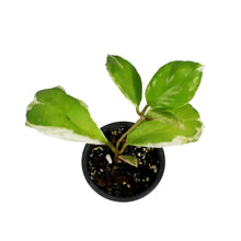 Load image into Gallery viewer, Hoya, 3.5in, Incrassata (Outer Variegated)