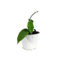 Load image into Gallery viewer, Hoya, 3.5in, Onychioides