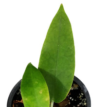 Load image into Gallery viewer, Hoya, 3.5in, Onychioides