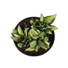 Load image into Gallery viewer, Sansevieria, 8in, Star Power, Sunny Star