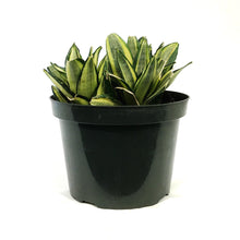 Load image into Gallery viewer, Sansevieria, 8in, Star Power, Sunny Star