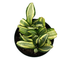 Load image into Gallery viewer, Sansevieria, 8in, Hahnii Golden