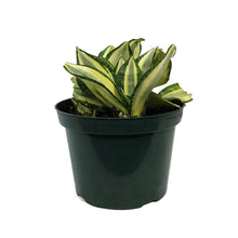 Load image into Gallery viewer, Sansevieria, 8in, Hahnii Golden