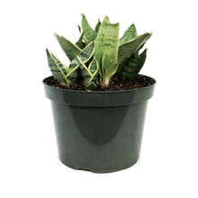 Load image into Gallery viewer, Sansevieria, 8in, Star Power, Silver Star