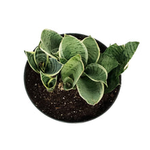 Load image into Gallery viewer, Sansevieria, 8in, Star Power, Silver Star