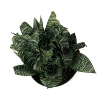 Load image into Gallery viewer, Sansevieria, 8in, Robusta Superba