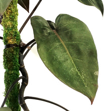 Load image into Gallery viewer, Philodendron, 10in, Merlot