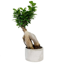 Load image into Gallery viewer, Bonsai, 5in, Ficus Ginseng in Cement Pot