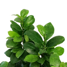 Load image into Gallery viewer, Bonsai, 5in, Ficus Ginseng in Cement Pot