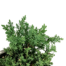 Load image into Gallery viewer, Bonsai, 5in, Juniper in Cement Pot