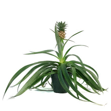 Load image into Gallery viewer, Pineapple, 5in
