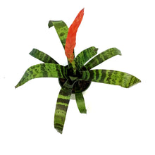 Load image into Gallery viewer, Bromeliad, 5in, Flaming Sword