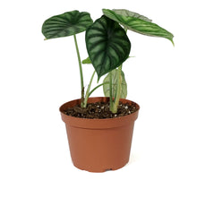 Load image into Gallery viewer, Alocasia, 6in, Beginda Dragon Scale