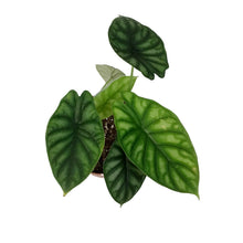 Load image into Gallery viewer, Alocasia, 6in, Beginda Dragon Scale