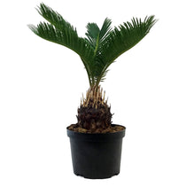 Load image into Gallery viewer, Palm, 6in, Sago
